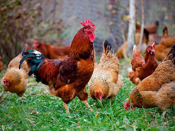 Породы куриц | ЗооТом - продажа, вязка и услуги для животных в Рузаевке