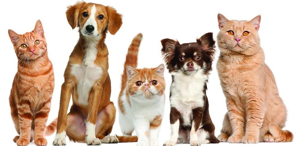Доска объявлений о животных | ЗооТом - продажа, вязка и услуги для животных в Рузаевке