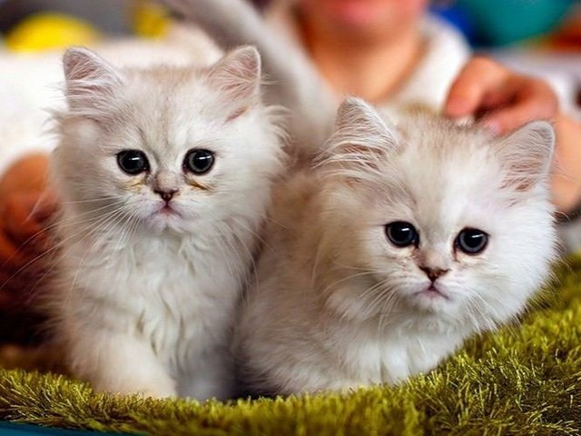 Породы кошек в Рузаевке | ЗооТом портал о животных