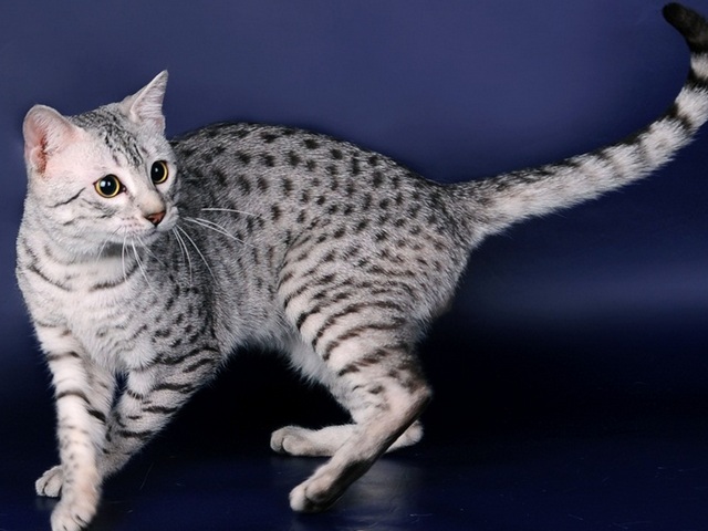 Породы кошек в Рузаевке | ЗооТом портал о животных