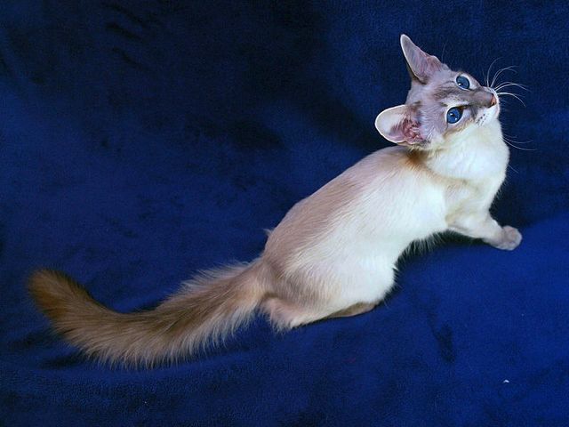 Выведенные породы кошек в Рузаевке | ЗооТом портал о животных