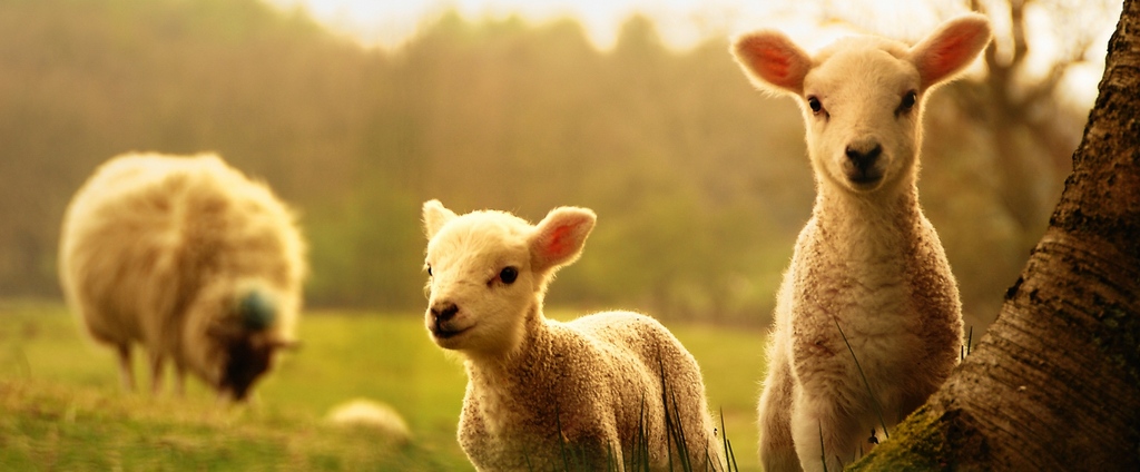 Объявления о сельскохозяйственных животных | ЗооТом - продажа, вязка и услуги для животных в Рузаевке
