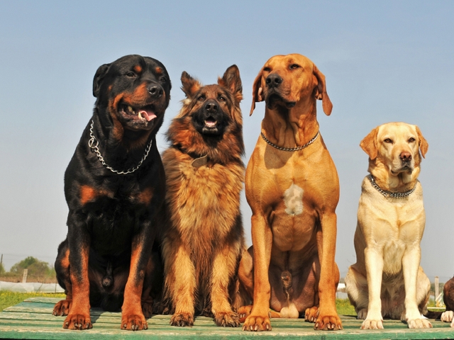Крупные породы собак в Рузаевке | ЗооТом портал о животных